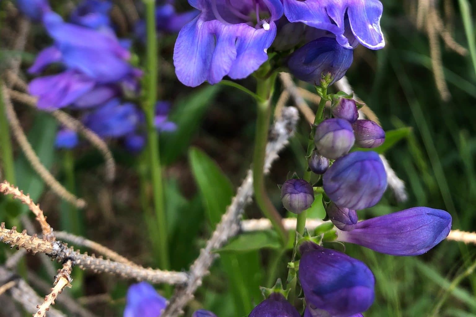 Blue-purple Rocky Mountain penstemon flowers