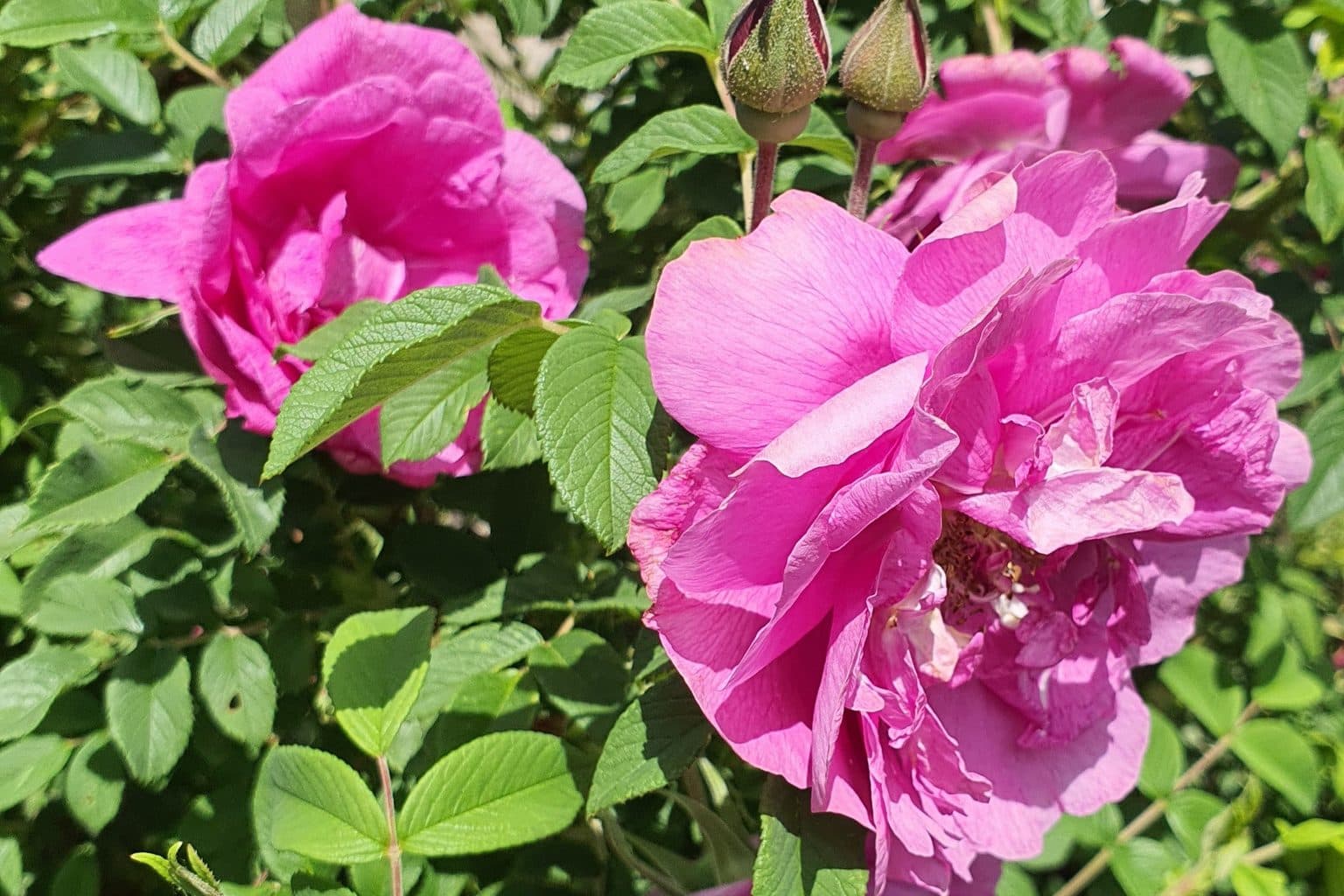 Two open pink garden roses with ruffled petals and unopened buds, surrounded by deeply veined green foliage in bright sun
