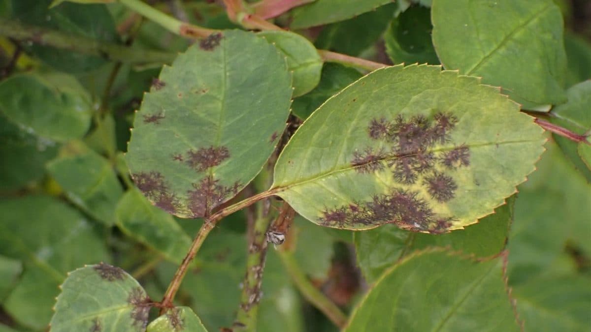 Rose leaves showing dark brown and black blotches with fringed edges, the classic sign of black spot
