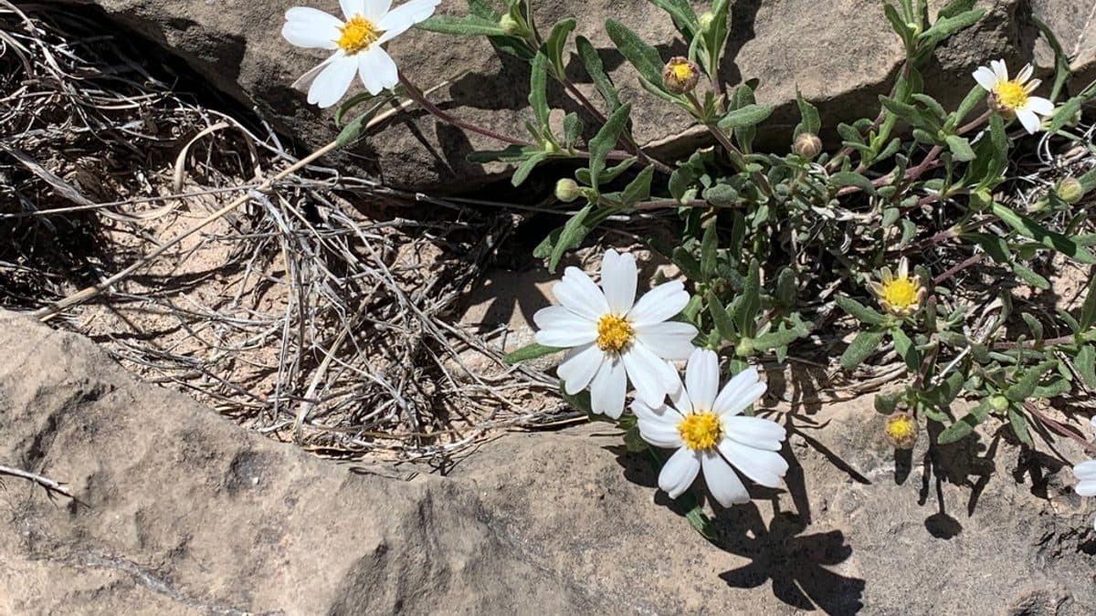 White daisy flowers with yellow centers spreading over pale desert rock