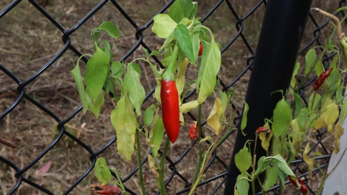 Small upright red chile pequin peppers ripening on a leafy green plant