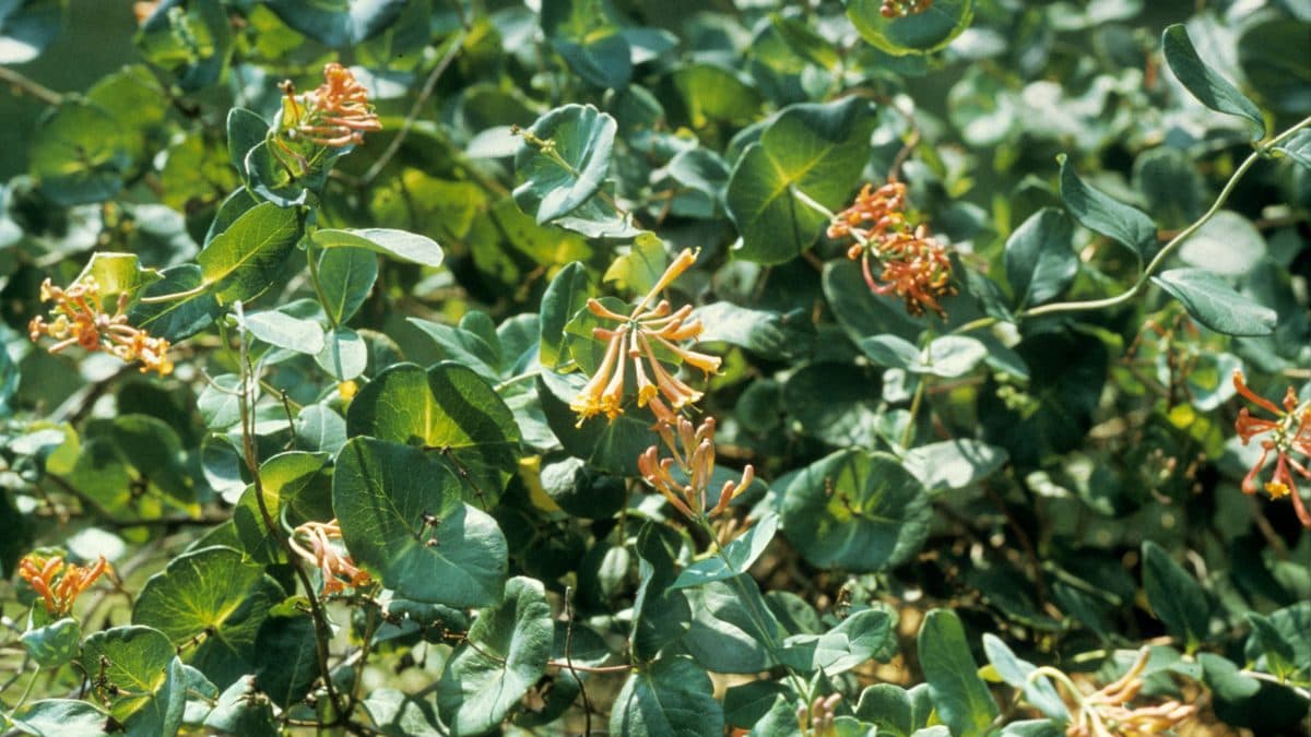 Clusters of slender orange-red tubular coral honeysuckle flowers against green foliage