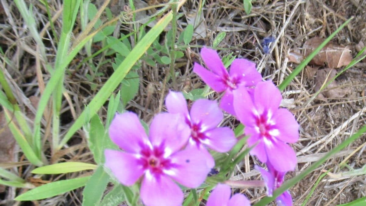 Bright magenta Drummond phlox flowers with pale centers among grass