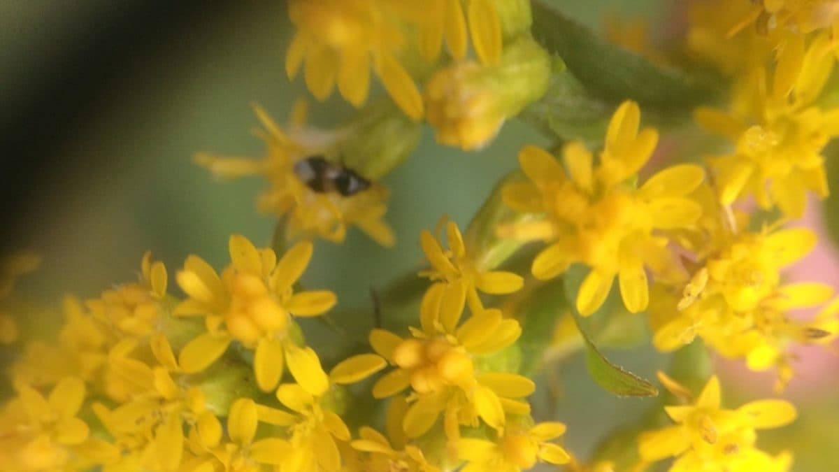Tall stems of rough-stem goldenrod covered in small bright yellow flower clusters