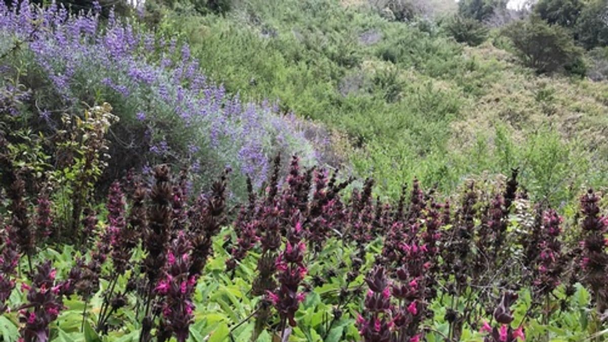 A drift of hummingbird sage with whorled magenta flower spikes above broad green leaves