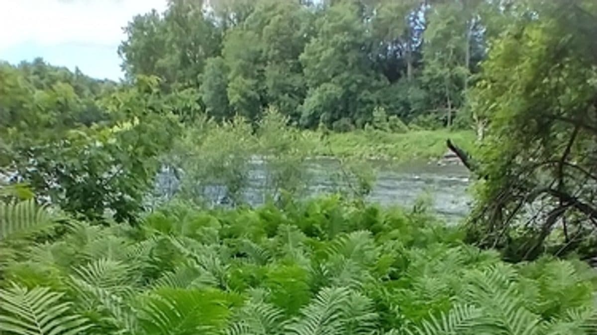 A broad colony of ostrich ferns with tall arching fronds beside open water