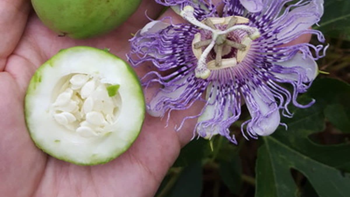An intricate purple passionflower with fringed filaments beside a green maypop fruit