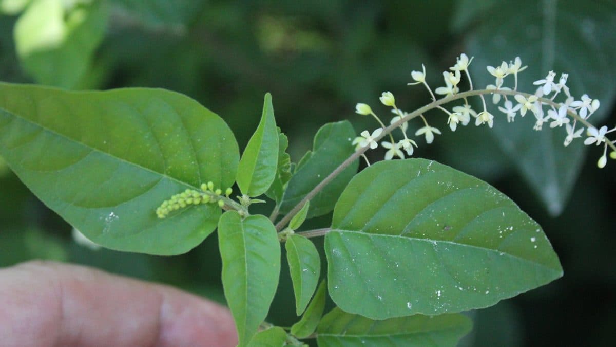 A pigeonberry stem carrying small white flowers and green developing berries above broad leaves
