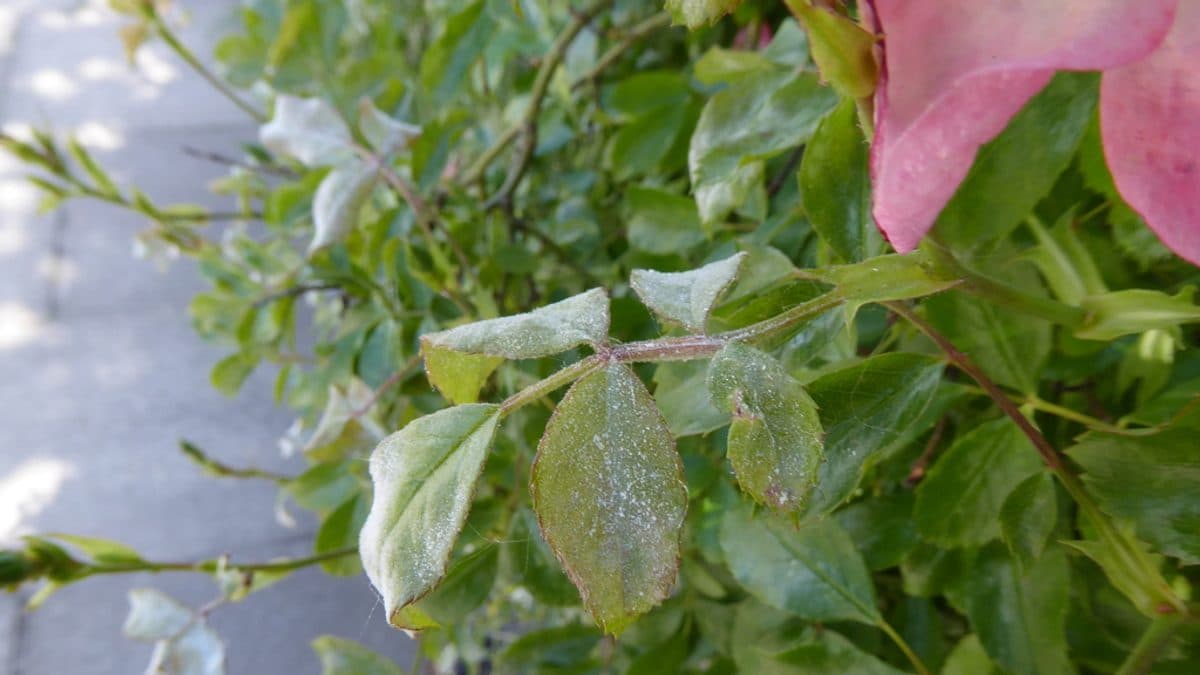 Rose foliage coated with a fine white powdery film across the upper leaf surfaces