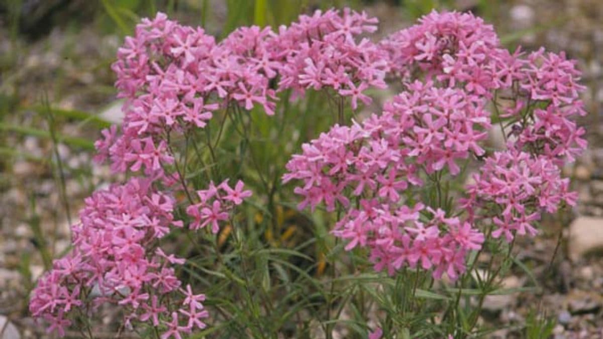 Clusters of pink prairie phlox flowers with five flat petals on slender stems