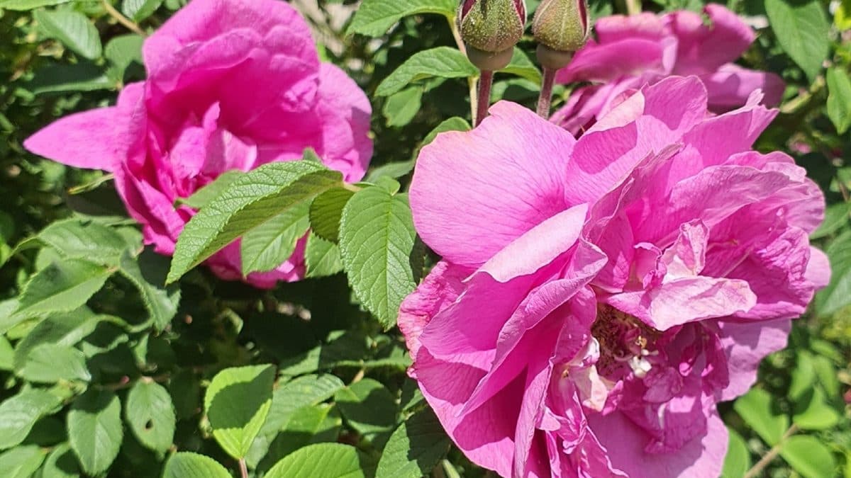 A cluster of open pink garden roses with ruffled petals among deeply veined green leaves