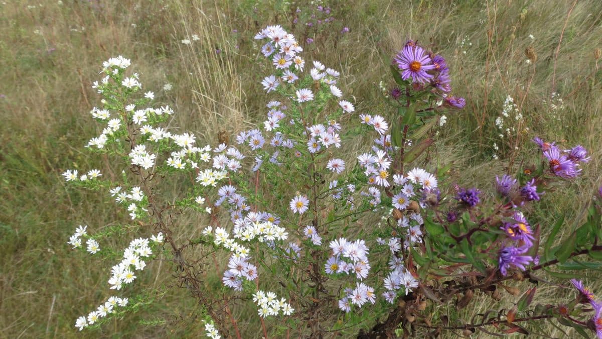 A loose clump of white and lavender asters with a few deep purple New England asters, growing among tan fall grasses