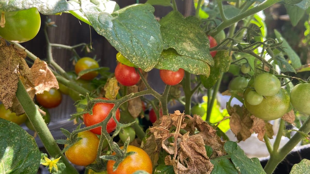 A cherry tomato plant with red, orange and green fruit on the vine and a few browning leaves