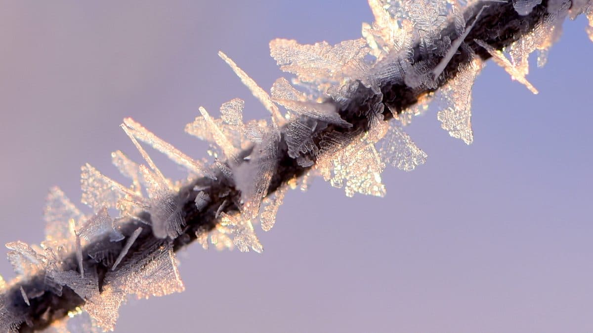 Close-up of a thin dark twig covered in long feathery frost crystals, lit warm against a pale purple sky