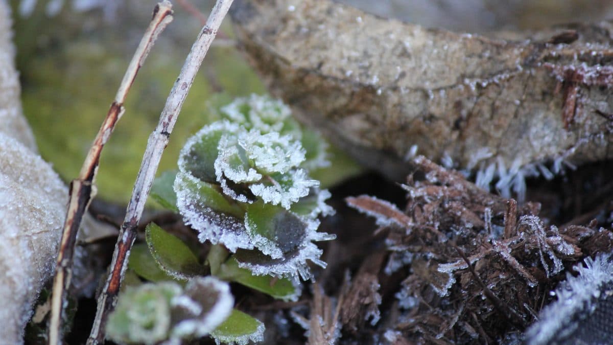 Small rounded leaves low to the ground, their edges rimmed with white frost crystals, beside dry stems and a fallen log