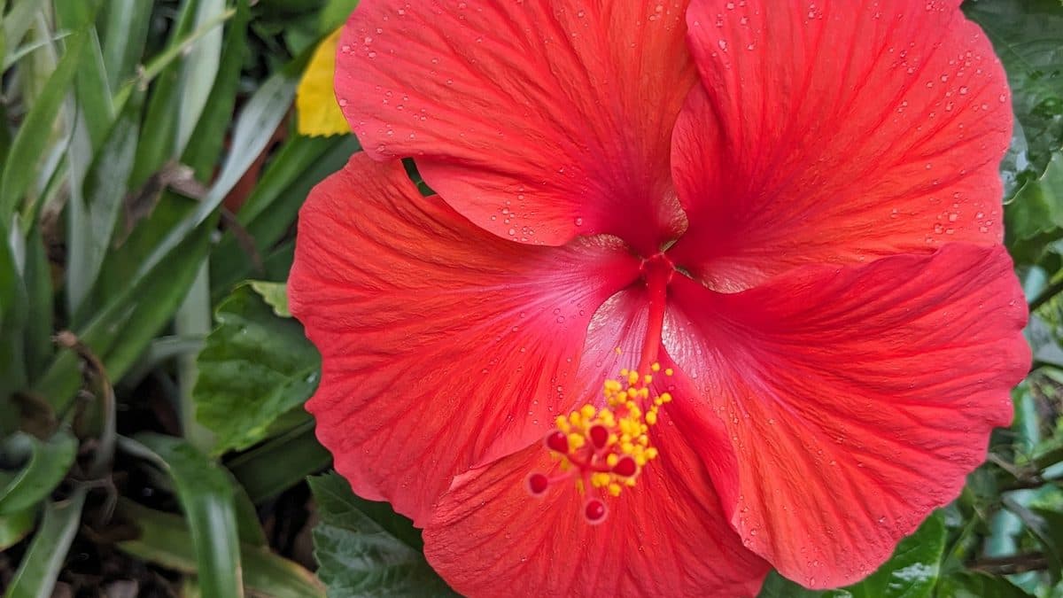 A single large red hibiscus flower with a long yellow-tipped stamen, among dark green leaves
