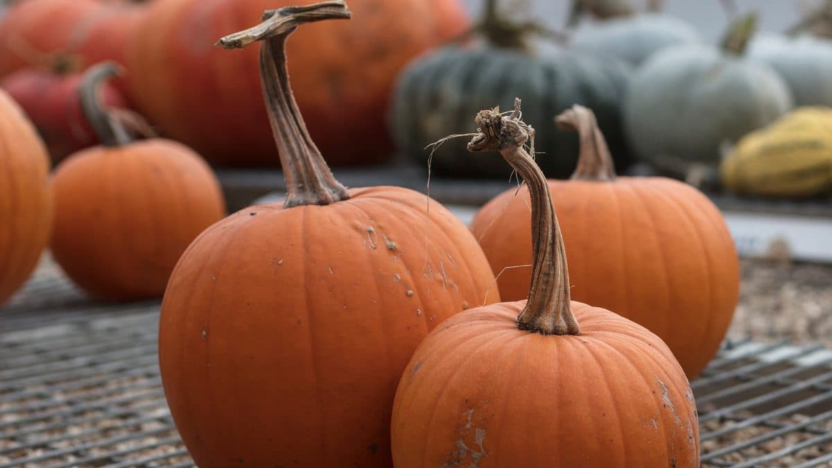 Three small orange pumpkins with long curled stems on a metal rack, with more pumpkins and gray-green squash behind them