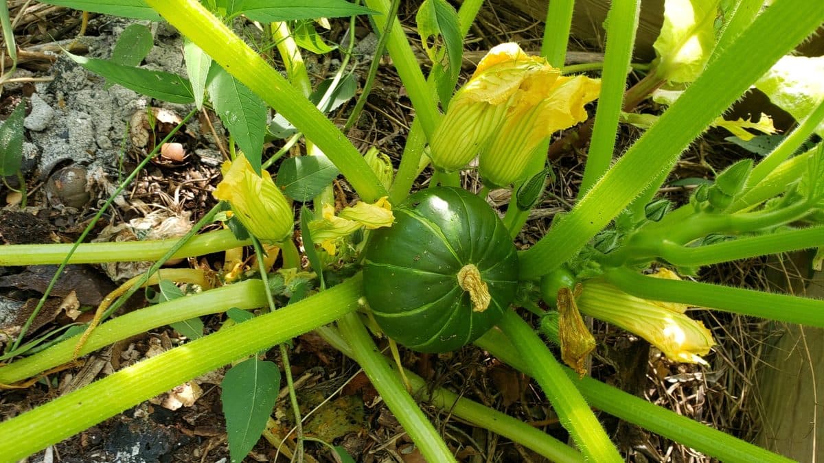 A sprawling squash plant with pale green stems radiating from a round dark green fruit, with several yellow flowers