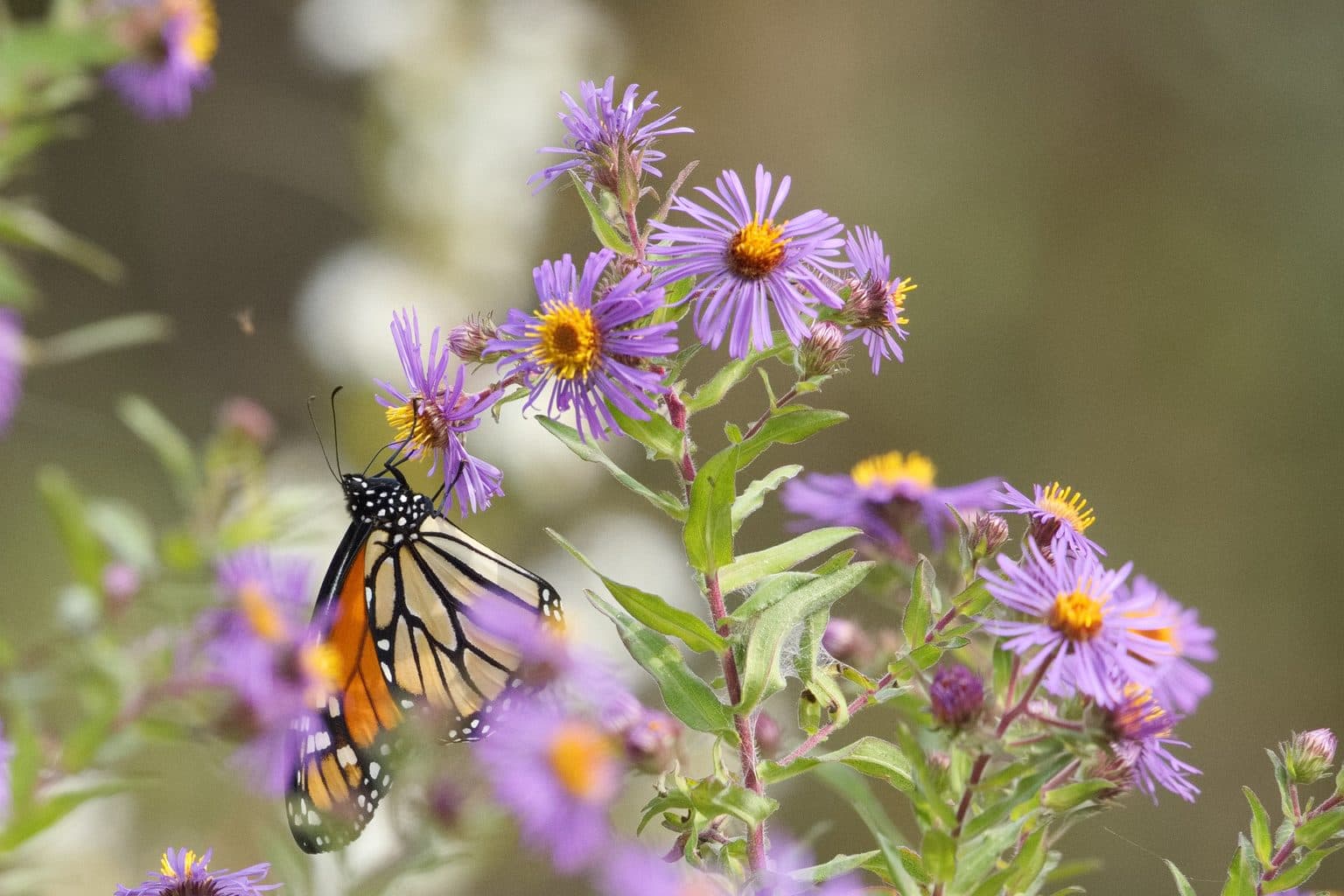 A monarch butterfly feeding on purple New England aster flowers with yellow centers, against a soft blurred background