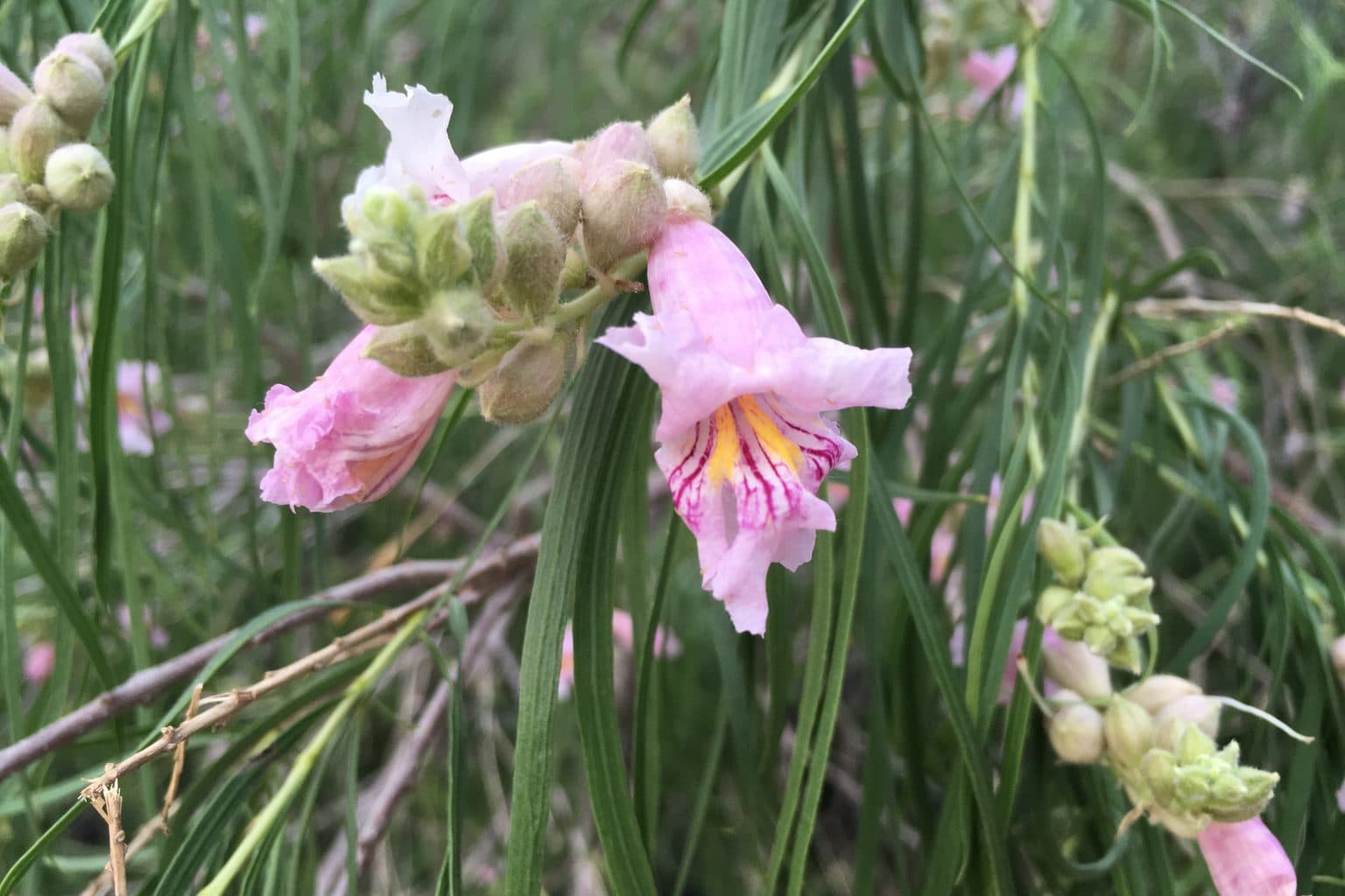 Pink trumpet-shaped desert willow flowers with yellow-streaked throats among narrow leaves