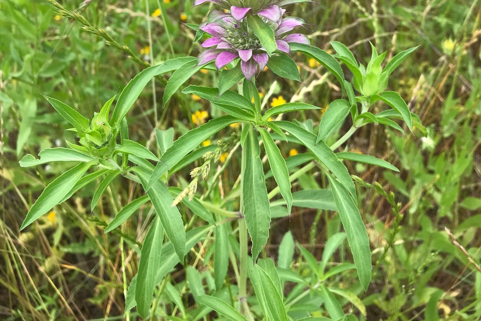 A lemon beebalm plant with pale purple bracts