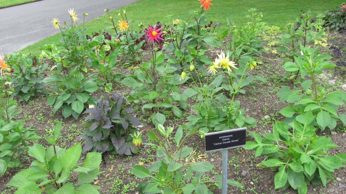 A garden bed of young dahlia plants with yellow, orange and pink spiky blooms and one dark-leaved plant, with a black label reading Dahlia Cactus Double Mixed, beside a lawn and paved path
