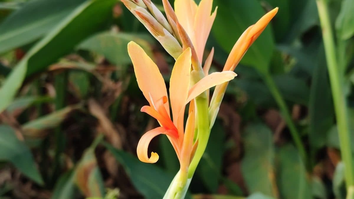 A peach and orange canna flower with curled petals and a tight green bud spike, against broad green canna leaves