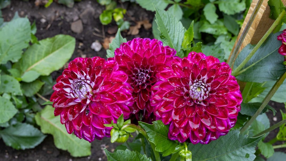Three magenta and white ball-shaped dahlia blooms with a green bud below them, against dark soil and broad green leaves
