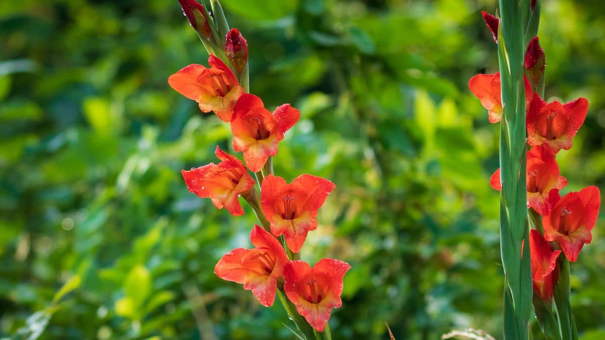 Two tall gladiolus spikes with orange-red trumpet flowers and closed red buds at the tips, against a blurred green background