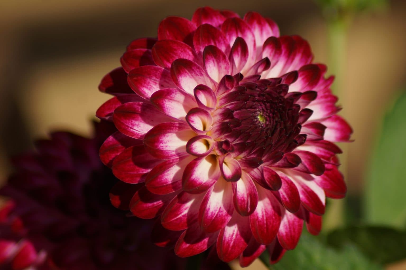 A single dahlia bloom with magenta petals fading to white at the base, tightly cupped around a dark red center, against a soft brown and green background