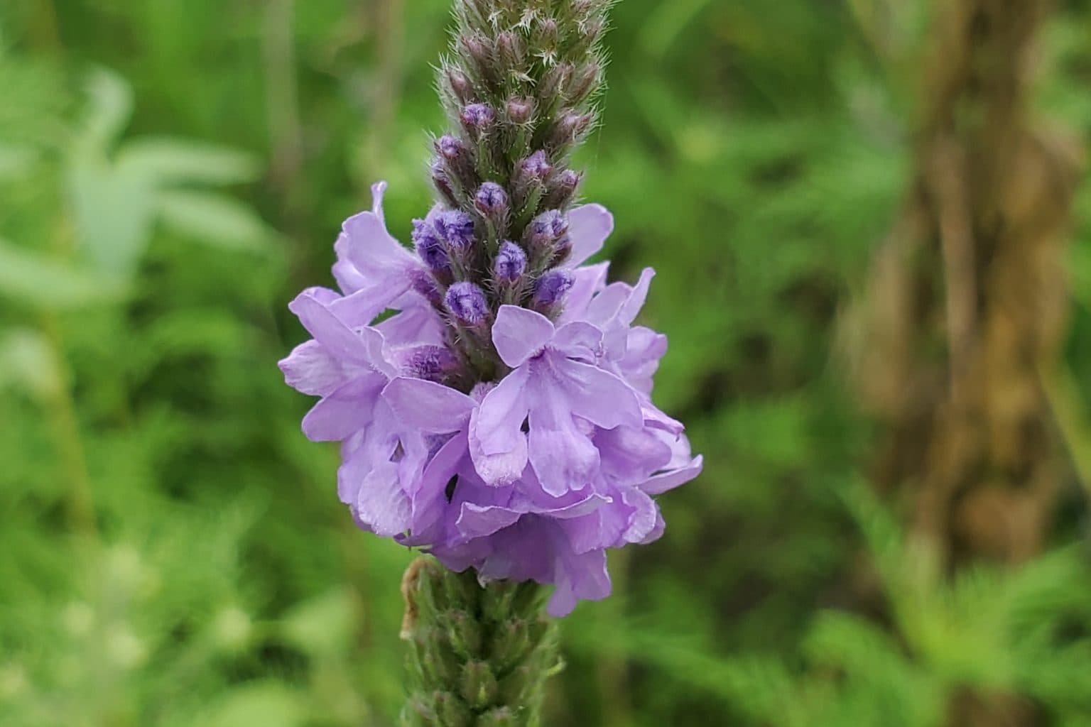 A lavender hoary vervain flower spike