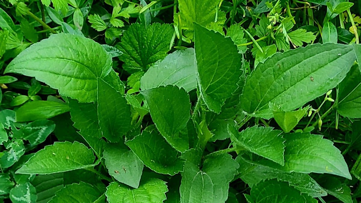 A dense mass of broad, bright green, toothed leaves with a few small stems and flower buds at the edges