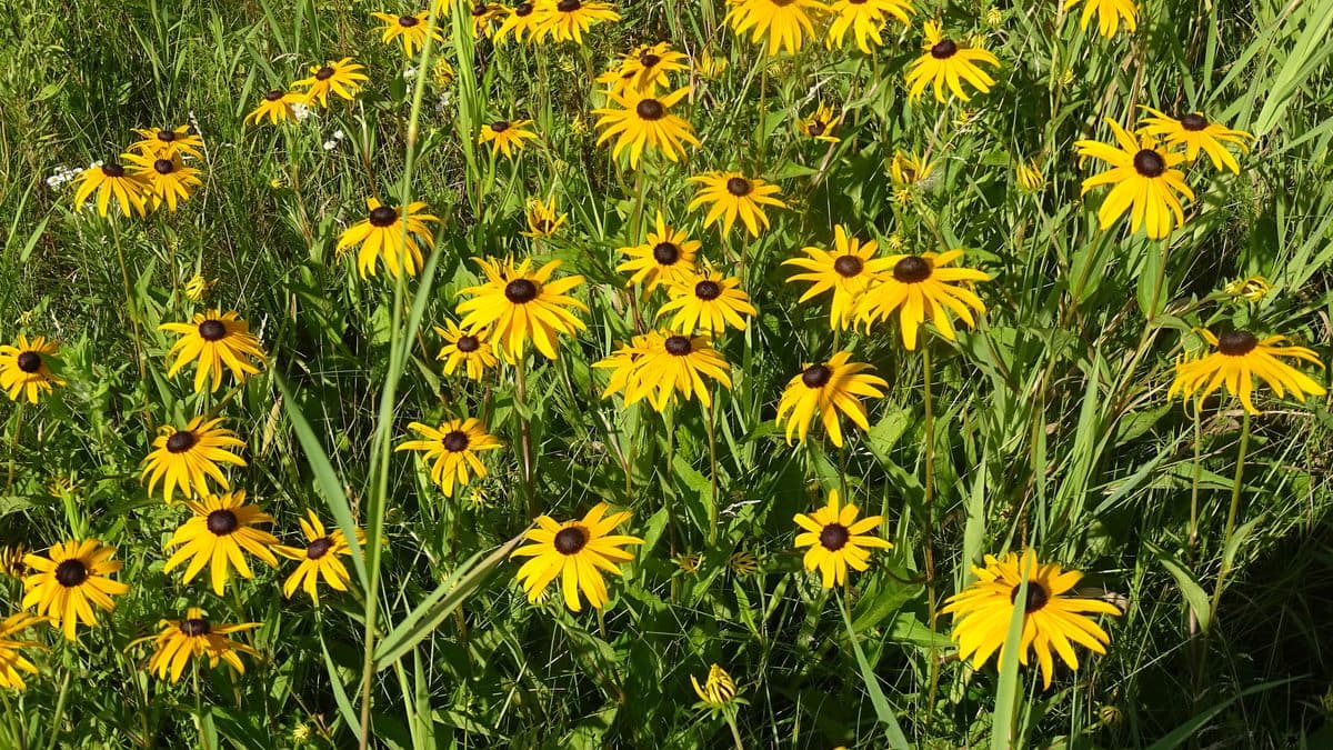 A crowded planting of orange-yellow flowers with dark brown centers on thin stems among narrow green leaves