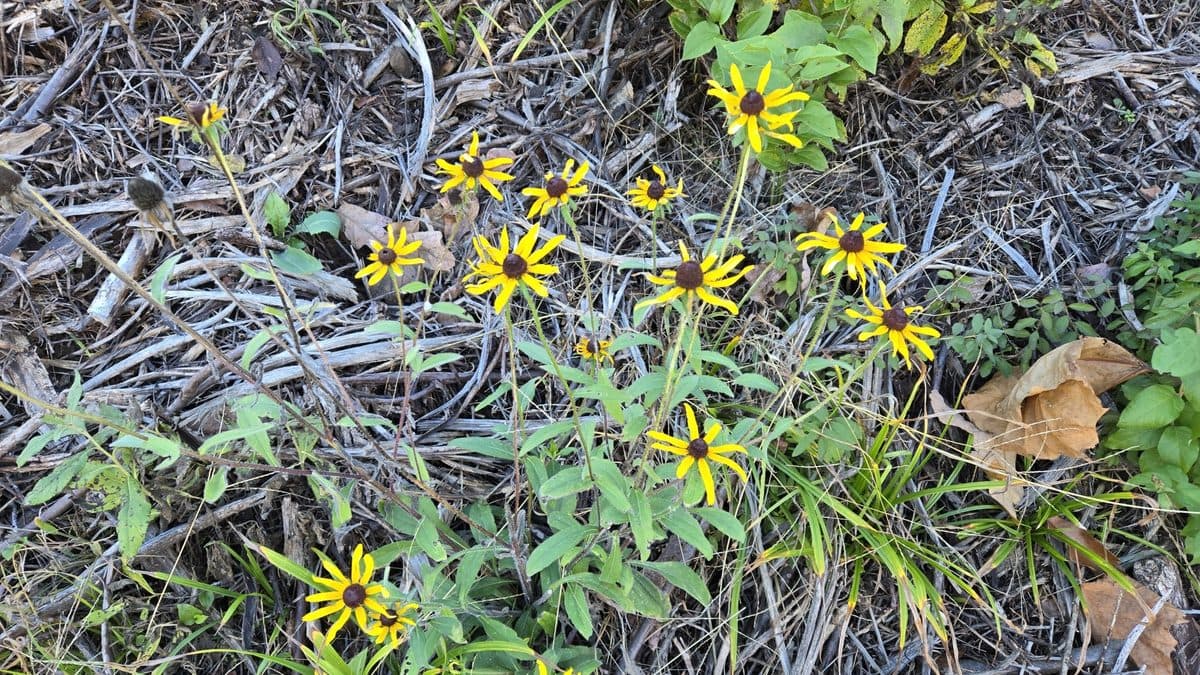 Small yellow flowers and green leaves growing through a mat of dry, pale gray stems on the ground