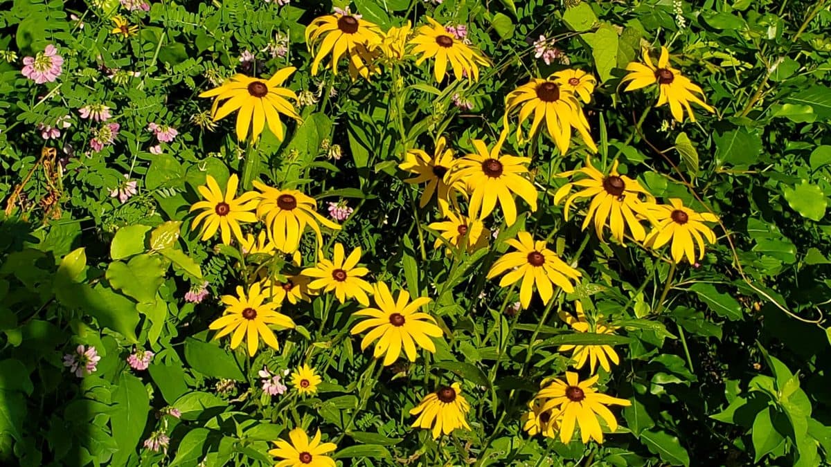 Many bright yellow black-eyed Susan flowers with dark centers crowded together among green leaves and a few small pink flowers