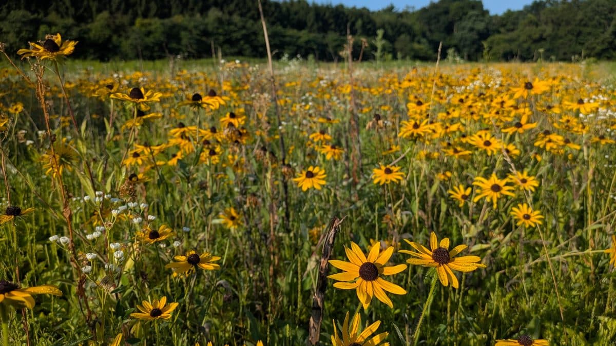 A wide field of yellow black-eyed Susan flowers with dark centers among tall green grass, with trees on the horizon