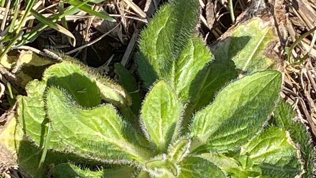 A tight rosette of oval green leaves covered in fine white hairs, lying low among dry grass stems