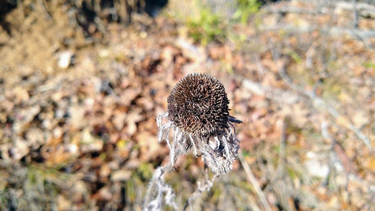 A single dried brown cone-shaped seed head on a gray stem, standing above brown leaf litter on bare ground