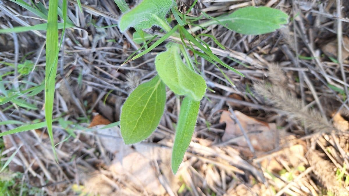 A young plant with a few smooth-edged oval leaves rising from a bed of dry grass stems and leaf litter