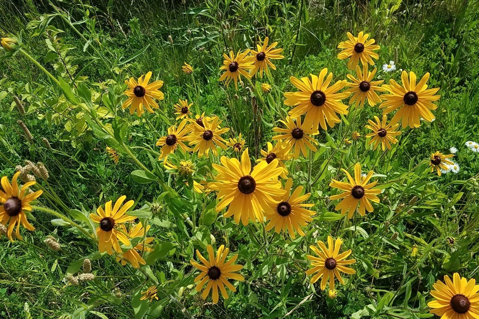 A crowded planting of bright yellow black-eyed Susans with dark brown centers among green grass