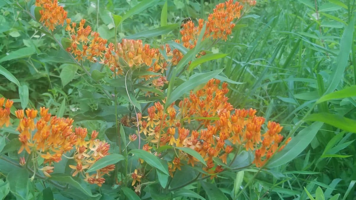 A clump of bright orange butterfly weed flower clusters on leafy stems, with tall green grass behind