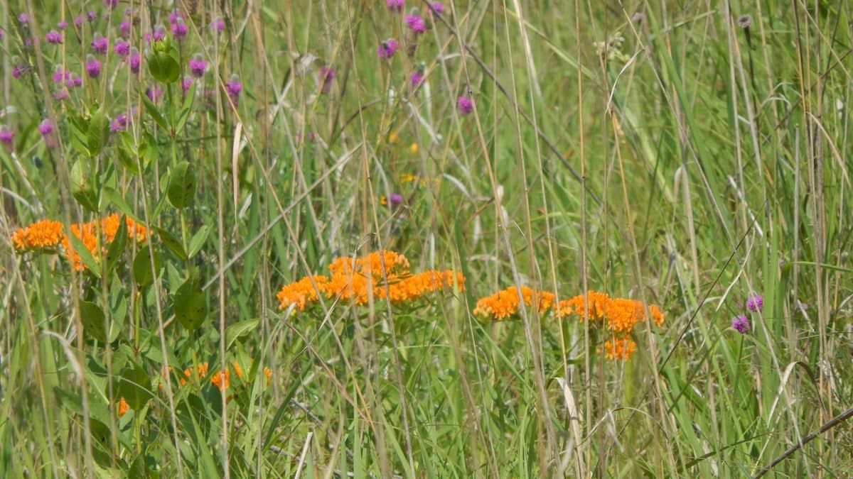Small groups of orange butterfly weed flowers standing separately among tall grass and a few purple flowers