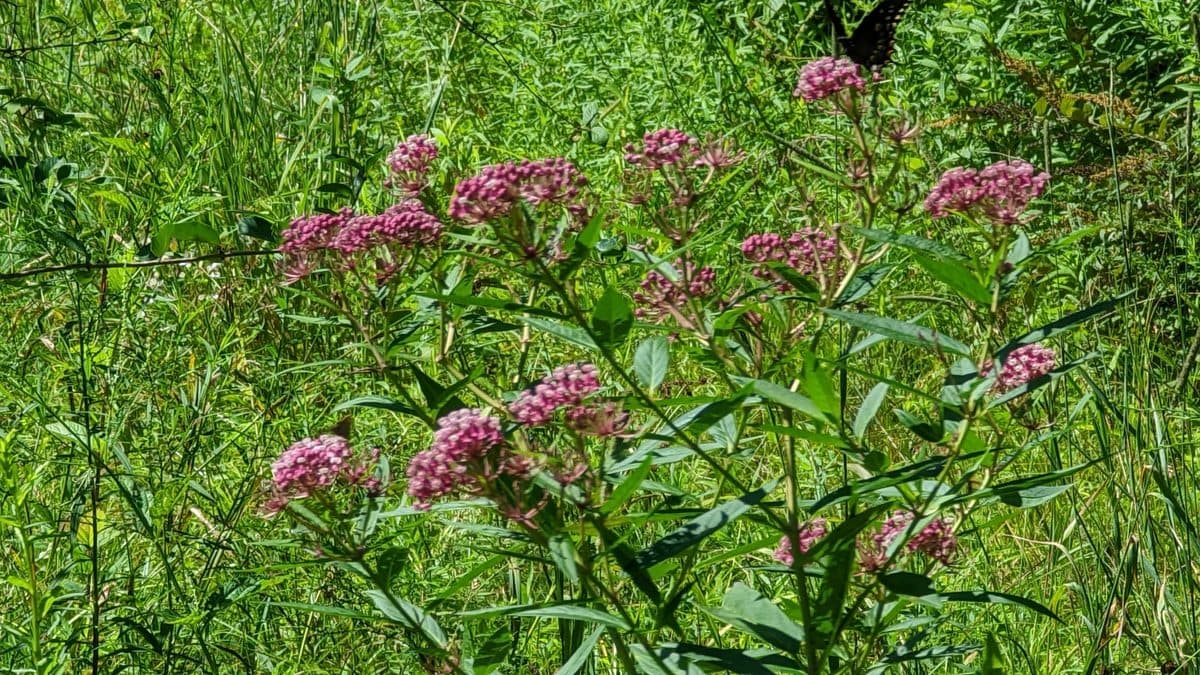 Several leafy swamp milkweed plants with pink flower clusters in a green meadow, with a dark butterfly near the top