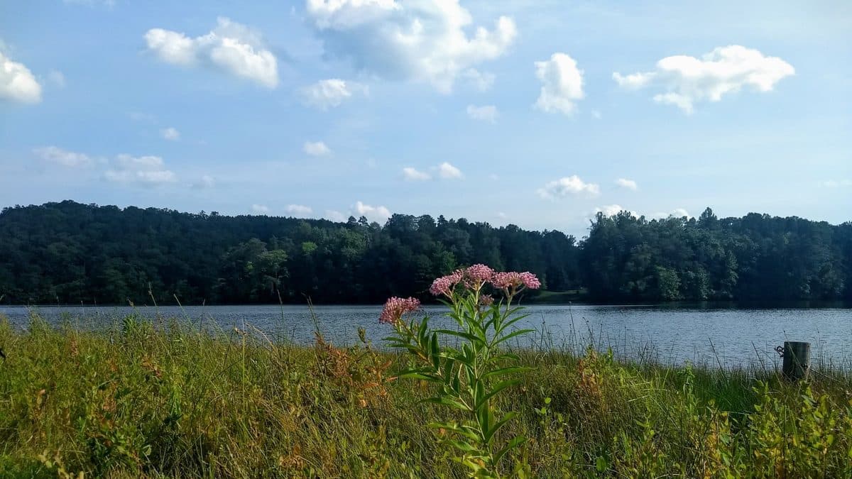 A single swamp milkweed plant with pink flowers standing in tall grass at the edge of a pond, with forested hills and clouds behind