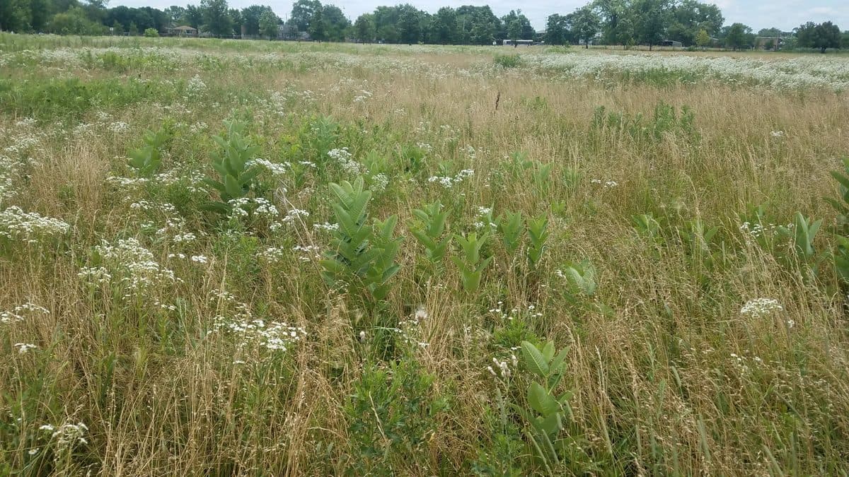Green common milkweed shoots with broad leaves spaced across a meadow of tan grass and white flower clusters, trees along the far edge