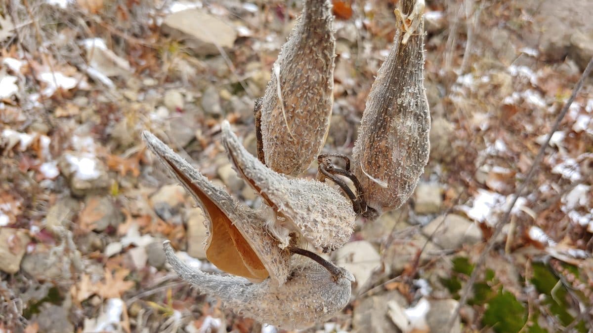 Three split brown milkweed seed pods hanging open on a stem over gravel and dry leaves, with white fluff showing