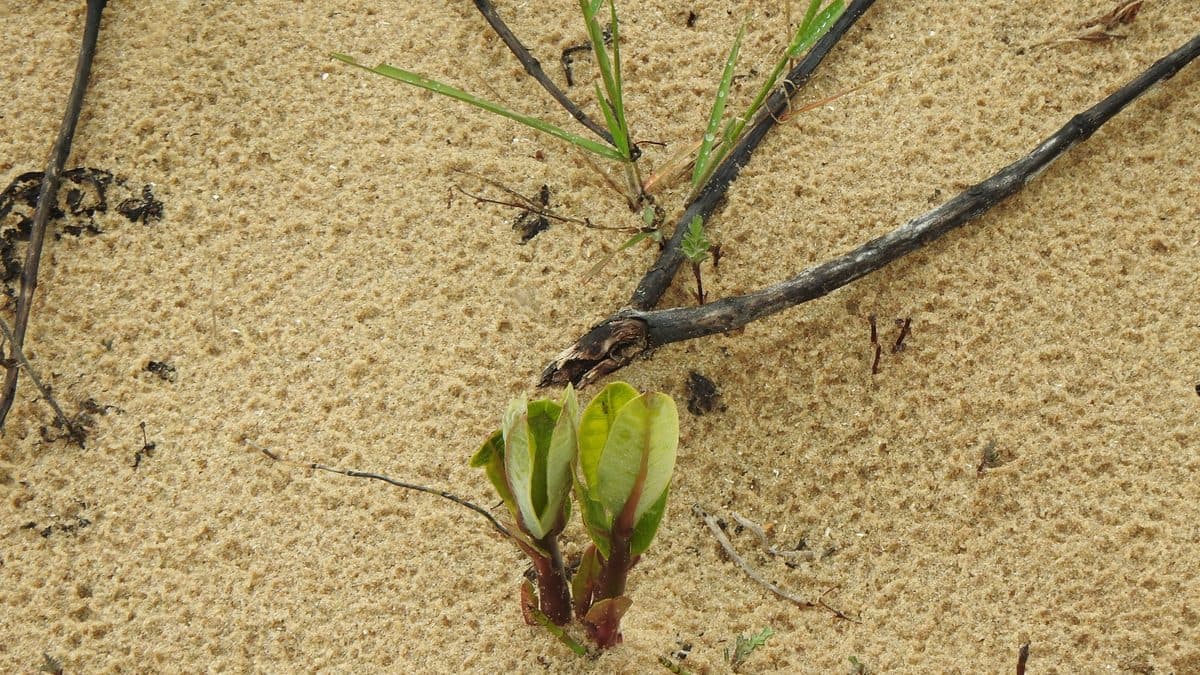 Two green shoot tips with reddish stems and rounded leaves pushing up from pale sand, with dark twigs lying on the surface beside them