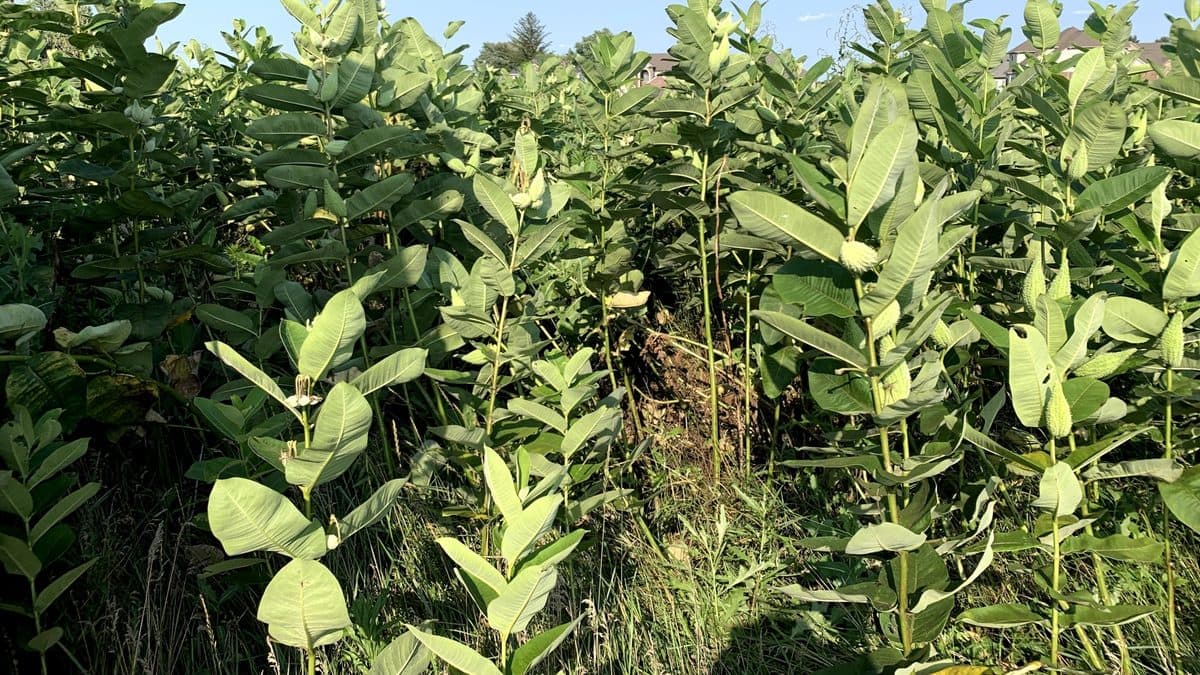 A dense stand of tall common milkweed stems with broad gray-green leaves, packed close together under a blue sky