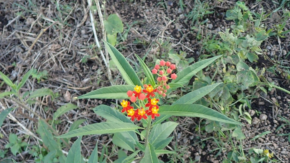 A single tropical milkweed plant with narrow leaves and a small cluster of red and yellow flowers, growing in bare soil and dry stems