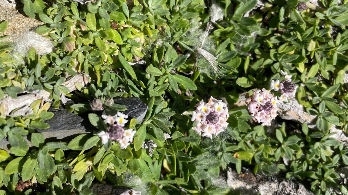 Low frogfruit groundcover with small white flower heads